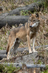Fototapeta premium Lone wolf running in autumn forest Czech Republic