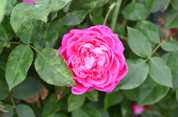 Pink rose with leaves. Growing in Russian Far East