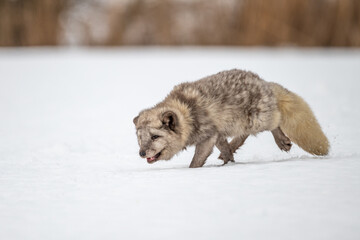 Beautiful arctic fox, standing on a hill in the snow, winter, Canada