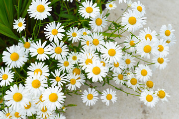 Common daisy (chamomile) flowers on light background