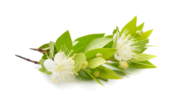 Myrtus or myrtle. Isolated on white background