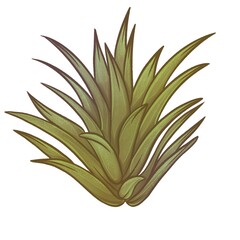 Hand drawn illustration of succulent plant