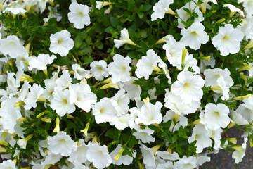 Classic white petunia flowers growing in Russian Far East