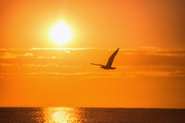 Fototapeta na wymiar Flying seagull over the blue sea
