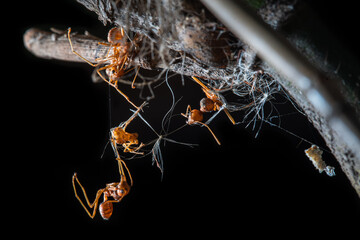 Red worker ants die on spider web, which hang on a branch.