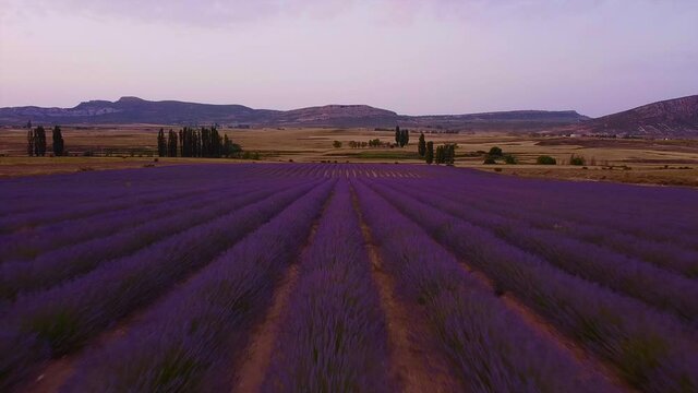 video aereo sobre campos de lavanda en moratalla Espa&ntilde;a.