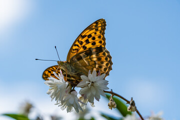 Silver-washed fritillary