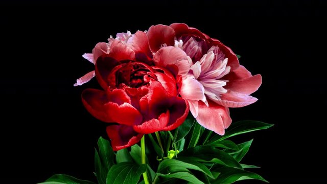 Beautiful red peony flowers bouquet opening background. Blooming roses flower open, time lapse, closeup. Wedding backdrop, Valentine's Day concept. Bouquet on black backdrop, closeup 4K UHD timelapse
