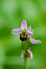 Orchid Ophrys apifera closeup with green bokeh