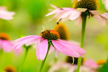 echinacea flower