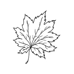 Maple leaf on a white background.Doodle illustration.The vector sheet can be used in textiles,postcards,packages.