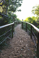 path in the forest