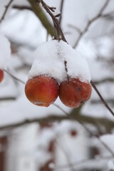 Winterlandschaft in Oberschwaben