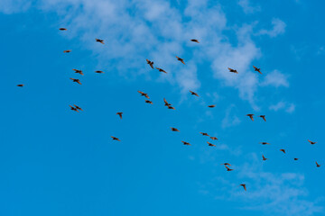 Flock of starlings flying on a blue sky with white clouds