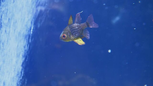 Two Silverspots squirrelfish, holocentridae in aquarium , close-up.