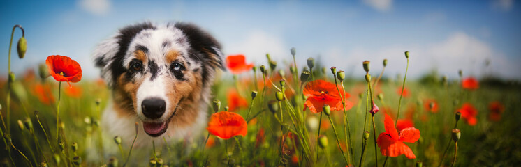 Panoramic portrait of cute puupy dog in flowers. Australian shepherd in poppies flowers meadow.