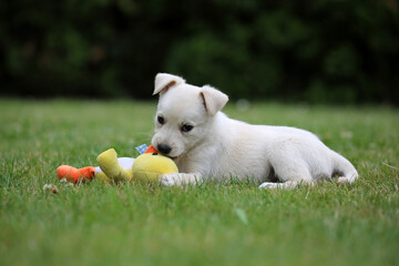 Beautiful puppy Lablador poses for photos 