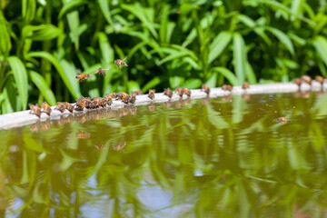 Abeilles posées sur le bord d'un bassin pour boire de l'eau