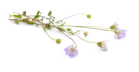 Scabiosa, pincushion flowers. Isolated on white background