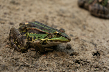 lake frog sits on a sand beach near river