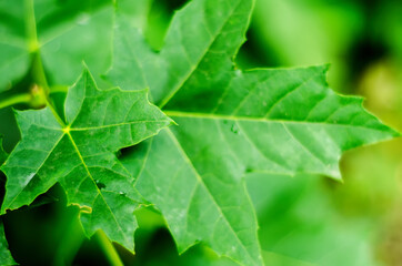 green leaves