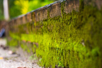 กำแพงเก่าที่ภูกทิ้งร้าง