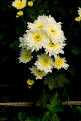 ดอกไม้ชูช่อ