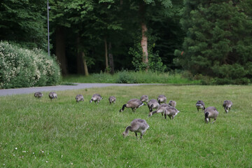 kanadagänse beim fressen auf einer wiese © kristina rütten