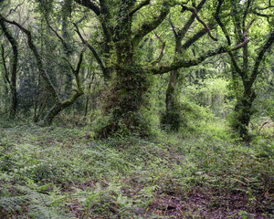 Haunting forest scene full of undergrowth and old twisted trees