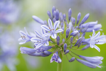 咲く花　アガパンサス