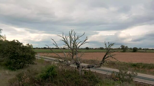 Arbol muerto en la naturaleza. Carretera de Milles de la Polvorosa a Mozar. Zamora, Spain