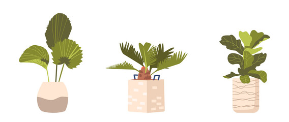 Potted Palm Tree, Banana Exotic Plants in Flowerpots. Domestic Tropical Decorative Palms in Pots Graphic Design Elements