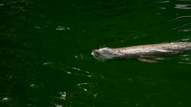 Closeup Portrait Of A Common Harbour Seal, Wild Animal Swimming In The Ocean
