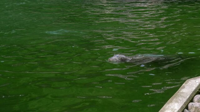 Closeup Shot Of A Wild Common Harbour Seal Swimming In Slottsskogen, Gothenburg