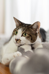 見つめる猫　キジトラ猫