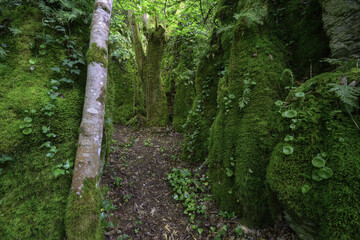 Limestone rock corridor covered with moss in Os Grobos Becerrea Galicia