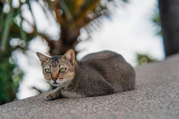 An ordinary street cat lies on a concrete fence