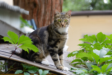 A calico cat sits on the roof