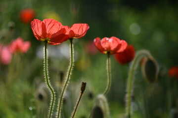 poppy