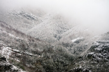 Snowy and foggy atmosphere on a gray and cold winter day in the forested mountains