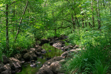 Fototapeta na wymiar nature,forêt, sous-bois, ruisseau,rivière,calme,eau,vert,mindfullness,relaxation,bien-être