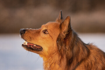 Portrait of an old german sheepdog - Harzer Fox