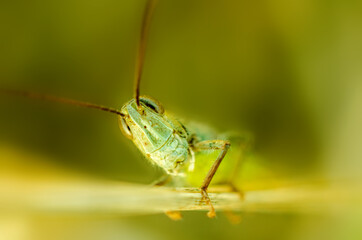 beautiful grasshopper