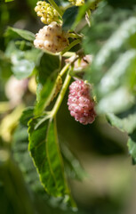 New white mulberries on a branch
