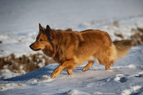 Harzer Fuchs at work goes through the snow