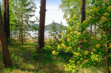 Calm beautiful wood land with lake and mountain on the background in the summertime. Coniferous and Birch forest in bloom