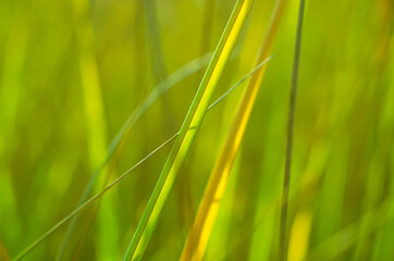 green grass
