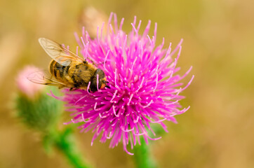 hoverfly on a flower