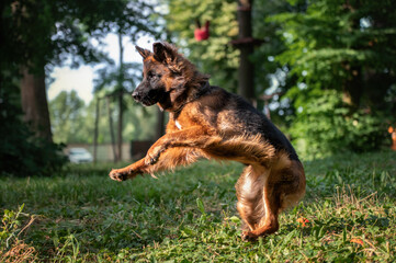 german shepherd dog running