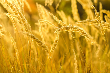 Obraz premium cereals